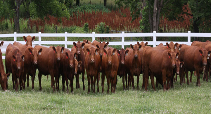 ulusal kirmizi et konseyi ukon