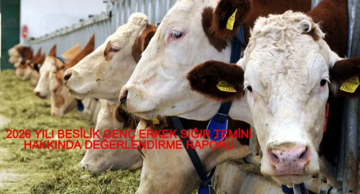 2026 YILI BESİLİK GENÇ ERKEK SIĞIR TEMİNİ HAKKINDA DEĞERLENDİRME RAPORU