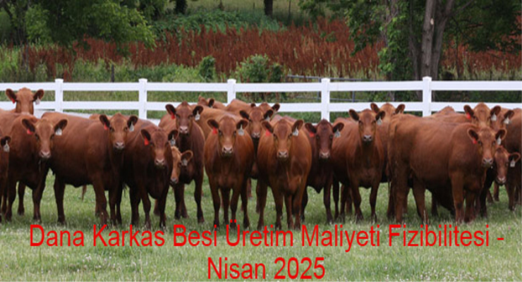 Dana Karkas Besi Üretim Maliyeti Fizibilitesi - NİSAN 2025