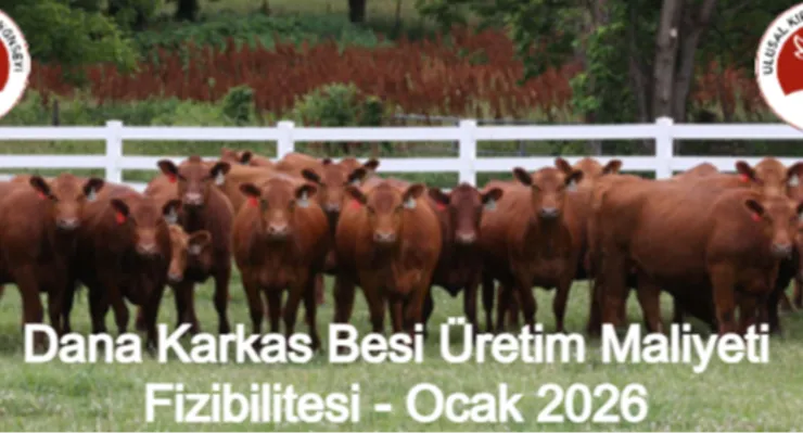 DANA KARKAS BESİ ÜRETİM MALİYETİ FİZİBİLİTESİ - OCAK 2026 FİZİBİLİTE NOTLARI